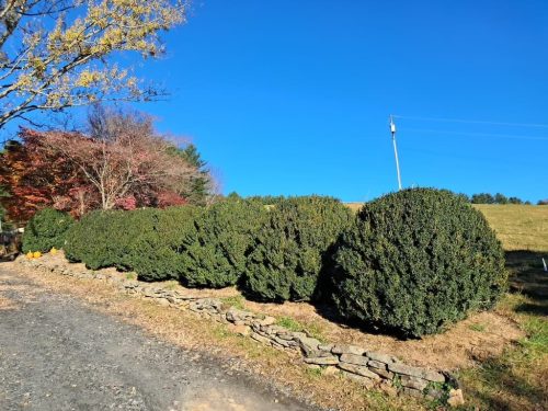 Boxwoods For Sale Lexington, KY Buxus Sempervirens Are The Best 7