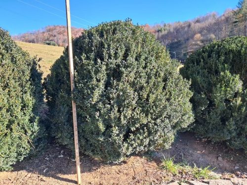 Boxwoods For Sale Lexington, KY Buxus Sempervirens Are The Best 8
