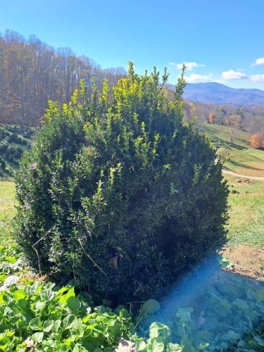 Boxwoods For Sale Lexington, KY Buxus Sempervirens Are The Best 9