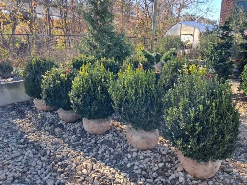 Boxwoods For Sale Nashville, TN Buxus Sempervirens 11