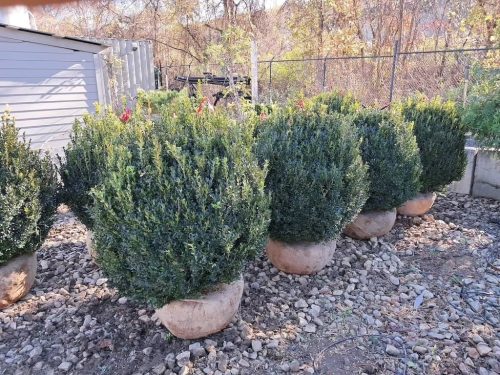 Boxwoods For Sale Nashville, TN Buxus Sempervirens 12