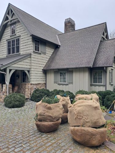 Boxwoods For Sale Nashville, TN Buxus Sempervirens 13