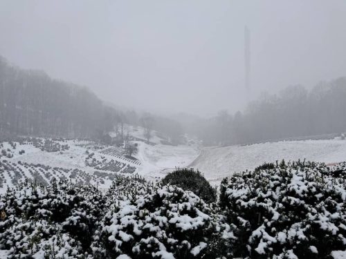 Boxwoods For Sale Nashville, TN Buxus Sempervirens 14