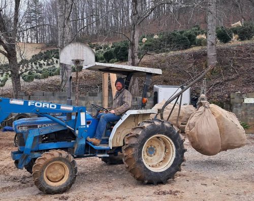 Boxwoods For Sale Nashville, TN Buxus Sempervirens 15