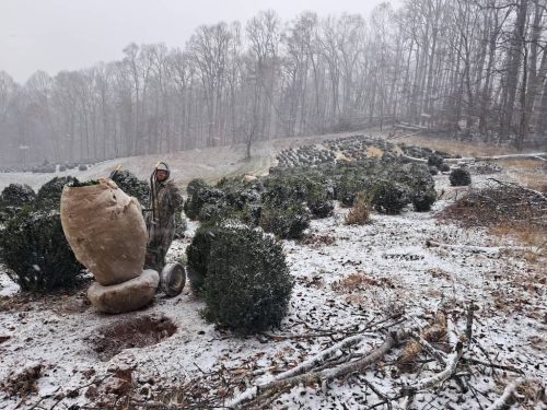 Boxwoods For Sale Nashville, TN Buxus Sempervirens 16