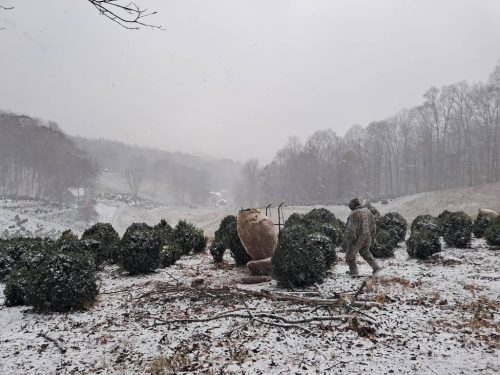 Boxwoods For Sale Nashville, TN Buxus Sempervirens 17