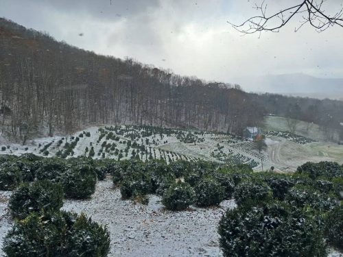 Boxwoods For Sale Nashville, TN Buxus Sempervirens 18