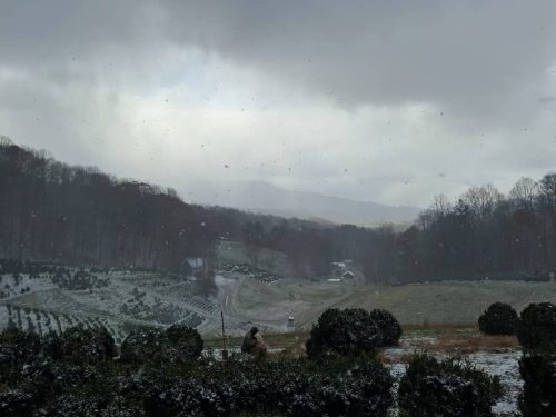 Boxwoods For Sale Nashville, TN Buxus Sempervirens 19