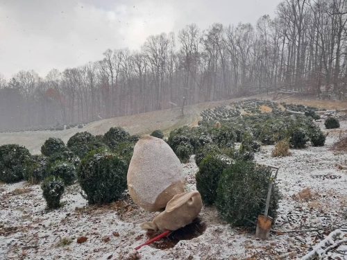 Boxwoods For Sale Nashville, TN Buxus Sempervirens 20