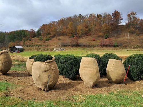 Boxwoods For Sale Nashville, TN Buxus Sempervirens 21