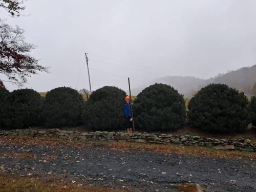 Boxwoods For Sale Nashville, TN Buxus Sempervirens 23