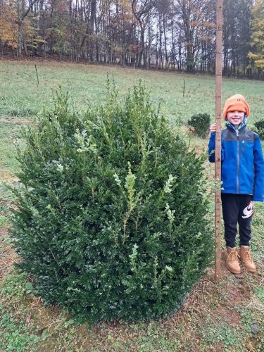 Boxwoods For Sale Nashville, TN Buxus Sempervirens 24