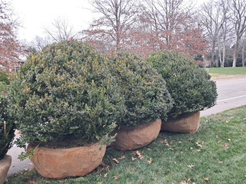 Boxwoods For Sale Nashville, TN Buxus Sempervirens 3