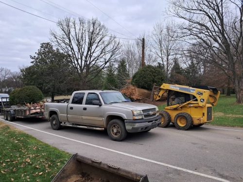 Boxwoods For Sale Nashville, TN Buxus Sempervirens 4