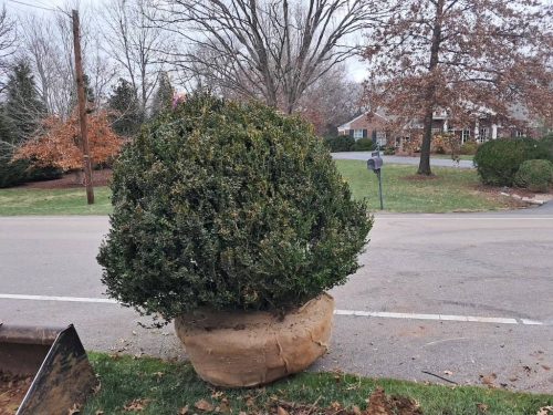 Boxwoods For Sale Nashville, TN Buxus Sempervirens 5