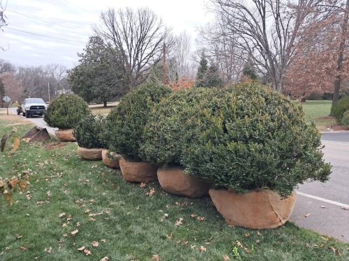 Boxwoods For Sale Nashville, TN Buxus Sempervirens 6