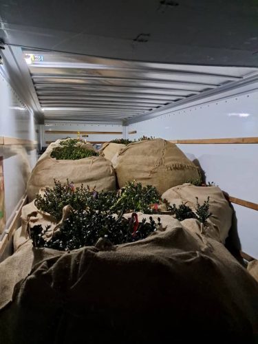 Boxwoods For Sale Nashville, TN Buxus Sempervirens 7