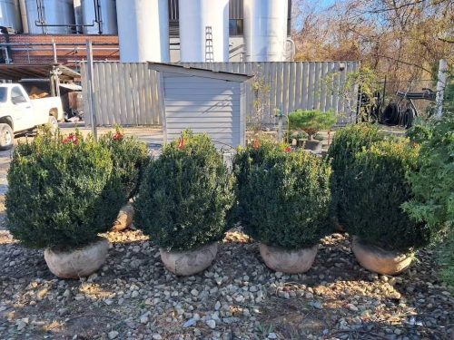 Boxwoods For Sale Nashville, TN Buxus Sempervirens 9