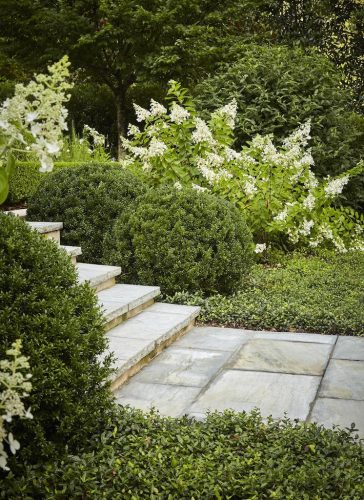 Boxwoods For Sale Atlanta GA04