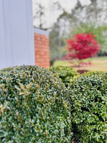 Boxwoods For Sale Maryland | Buxus Sempervirens 8