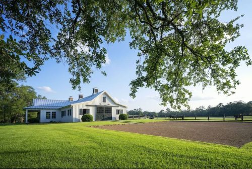 Boxwoods For Sale Washington DC | Buxus Sempervirens 6