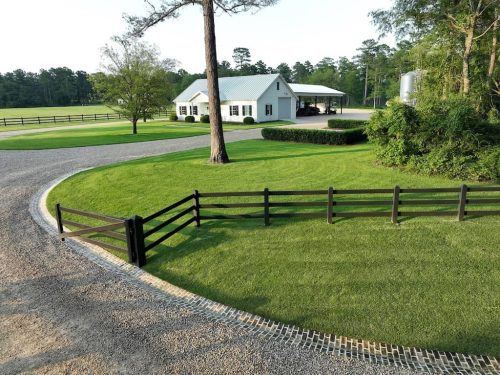 Boxwoods For Sale Washington DC | Buxus Sempervirens 7