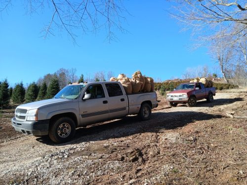 Boxwood Growers North Carolina 001
