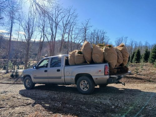 Boxwood Growers North Carolina 003