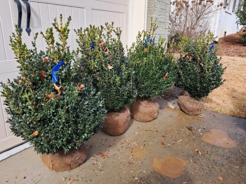 Boxwoods For Sale Birmingham AL