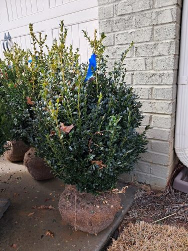 Boxwoods For Sale Atlanta Ga 18 American Boxwood For Sale Nashville TN (1)