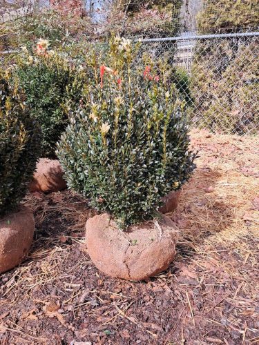Boxwoods For Sale Atlanta Ga 18 American Boxwood For Sale Nashville TN