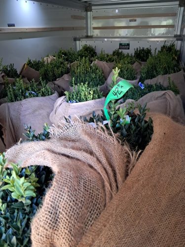 42-American-Boxwoods-for-sale-Washington-DC- -Buxus-Sempervirens