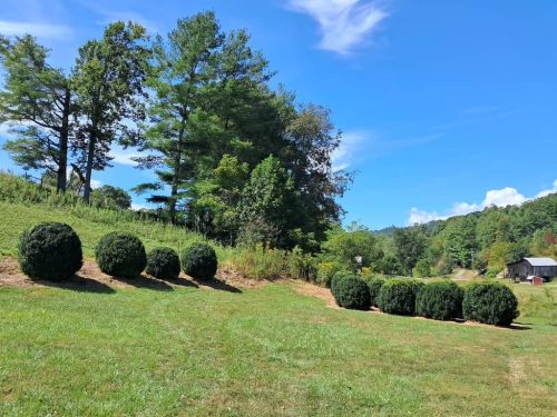 6-American-Boxwoods-for-sale-Washington-DC- -Buxus-Sempervirens
