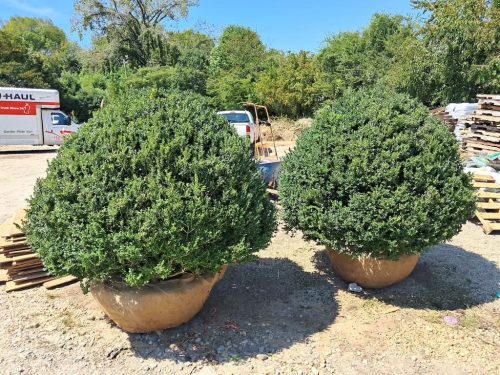Big-Boxwoods-for-Sale-Lexington-KY- -Buxus-Sempervirens-13-at-delivery