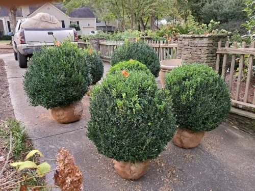 Big-Boxwoods-for-Sale-Lexington-KY- -Buxus-Sempervirens-2-at-delivery
