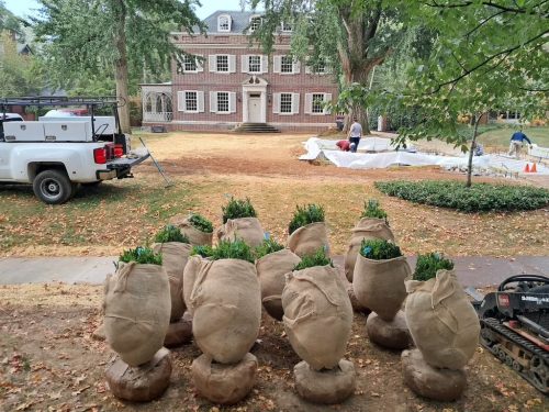 Big-Boxwoods-for-Sale-Lexington-KY- -Buxus-Sempervirens-3-at-delivery