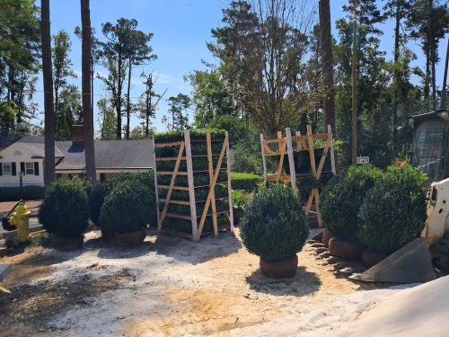 Big-Boxwoods-for-Sale-Lexington-KY- -Buxus-Sempervirens-4-at-delivery