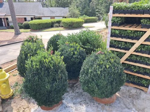 Big-Boxwoods-for-Sale-Lexington-KY- -Buxus-Sempervirens-6-at-delivery