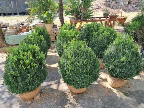 Big-Boxwoods-for-Sale-Lexington-KY- -Buxus-Sempervirens-7-at-delivery