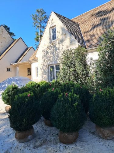 Big-Boxwoods-for-Sale-Lexington-KY- -Buxus-Sempervirens-8-at-delivery