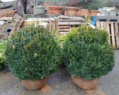 Boxwood-Growers-North-Carolina-12
