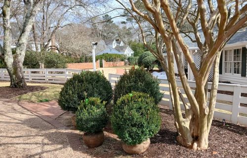 Boxwood-Growers-North-Carolina-14