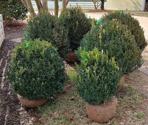 Boxwood-Growers-North-Carolina-15