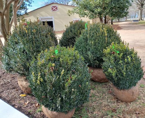 Boxwood-Growers-North-Carolina-16
