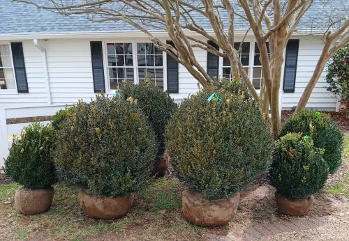 Boxwood-Growers-North-Carolina-17