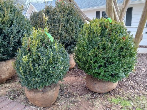 Boxwood-Growers-North-Carolina-18