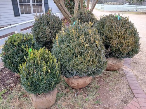 Boxwood-Growers-North-Carolina-19