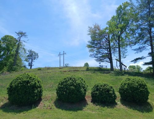 Boxwood-Growers-North-Carolina-1 (1)