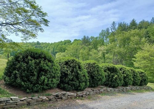 Boxwood-Growers-North-Carolina-2 (1)