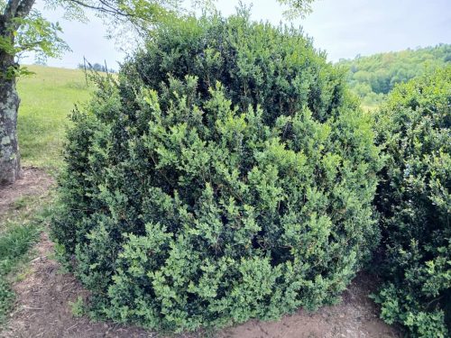 Boxwood-Growers-North-Carolina-3 (1)